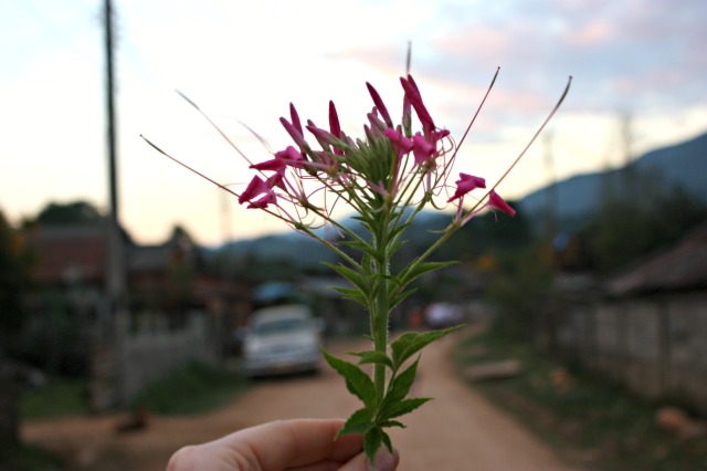 Laos 19